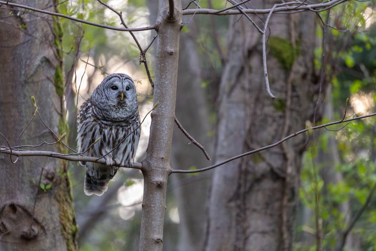 Barred Owl - ML654619467
