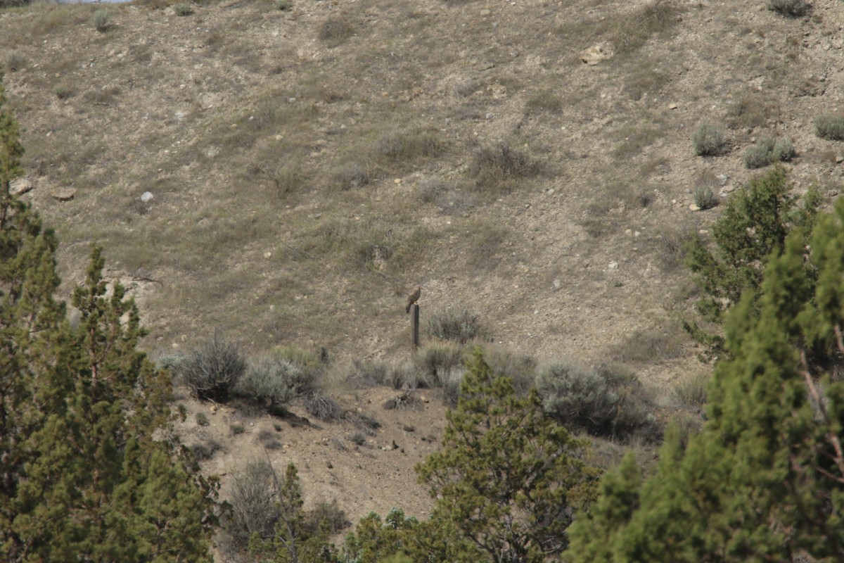 Mirotz zuri iparramerikarra - ML654619506