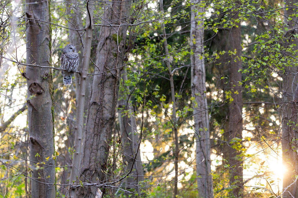 Barred Owl - ML654619521