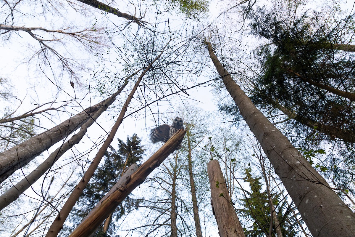 Barred Owl - ML654619538