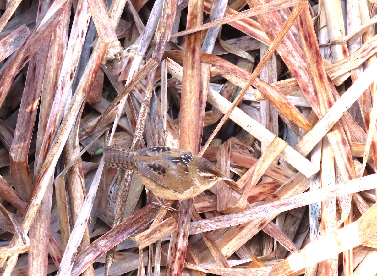 Marsh Wren - ML654619610