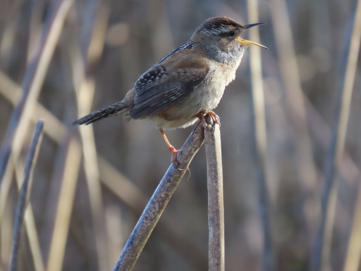 Marsh Wren - ML654619611