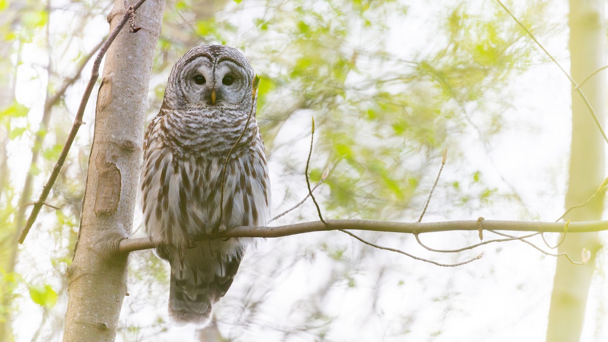 Barred Owl - ML654620070