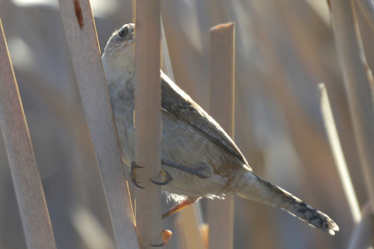 Marsh Wren - ML654620860