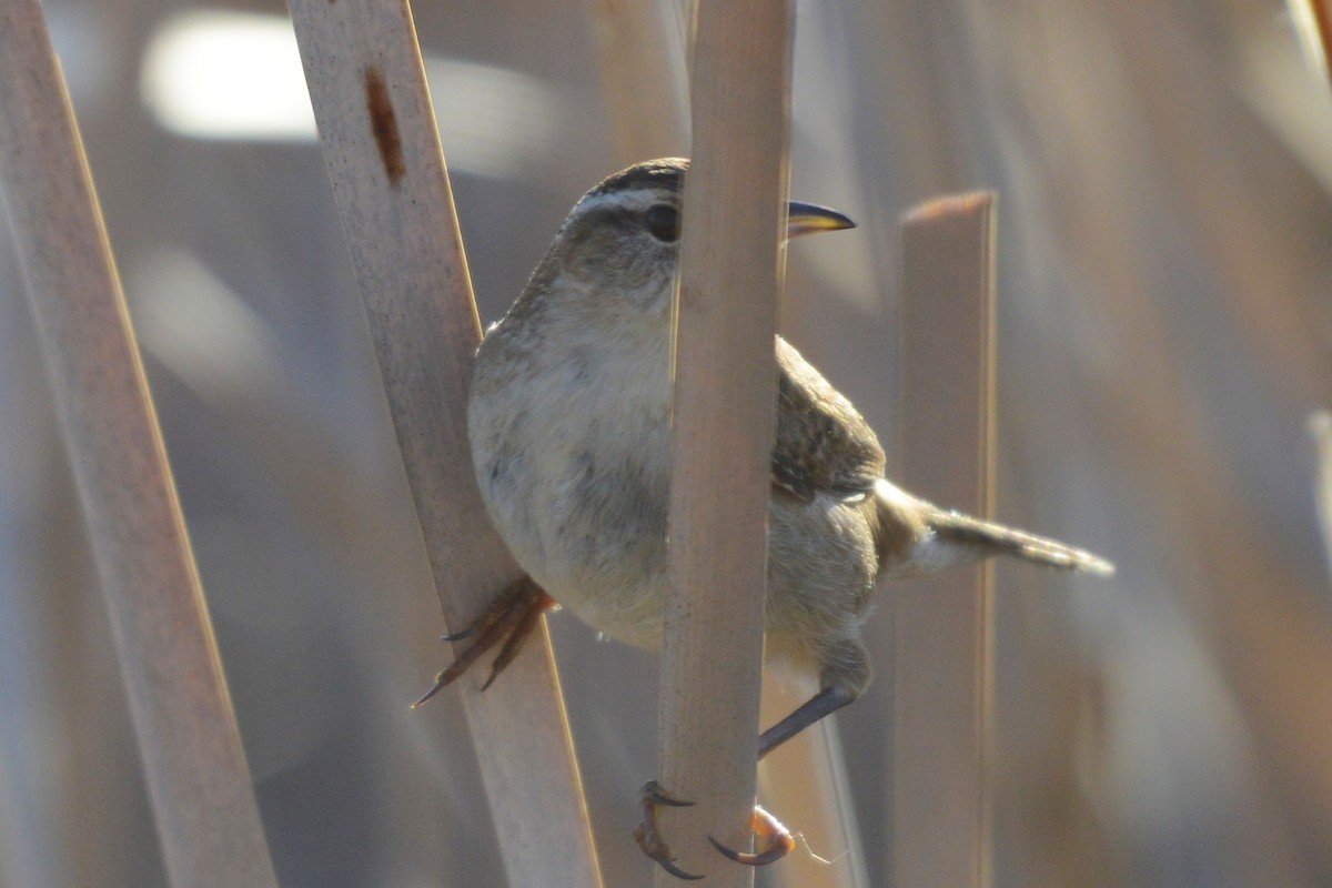 Marsh Wren - ML654620861