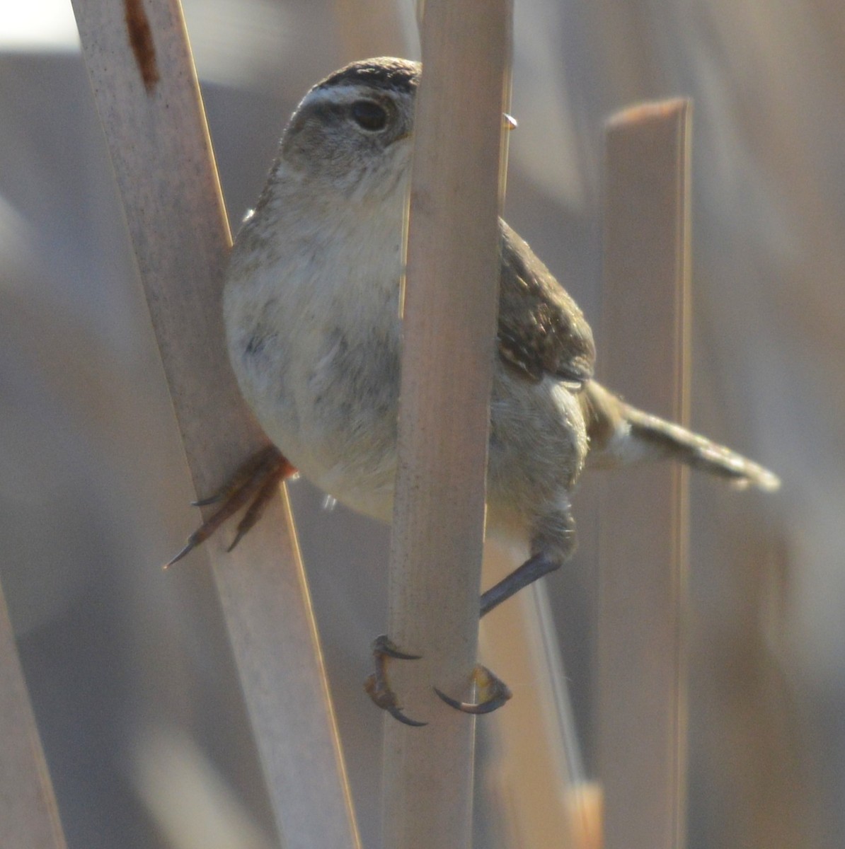 Marsh Wren - ML654620862