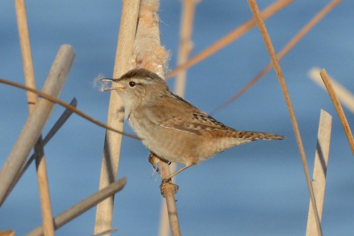 Marsh Wren - ML654620863