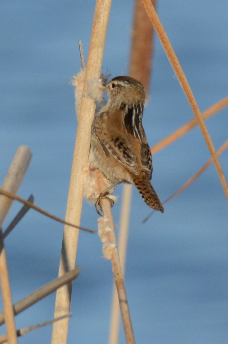Marsh Wren - ML654620864