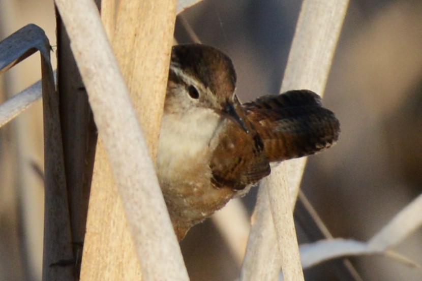 Marsh Wren - ML654620865