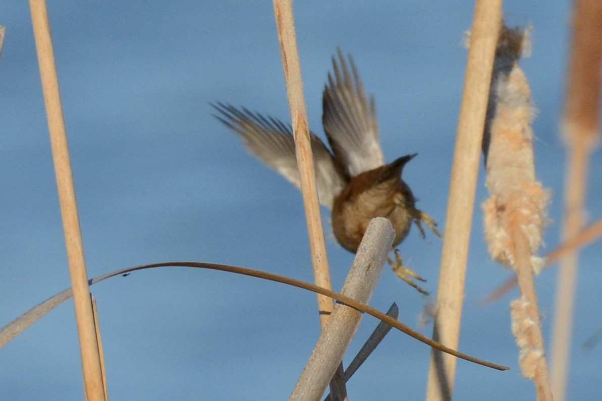 Marsh Wren - ML654620866