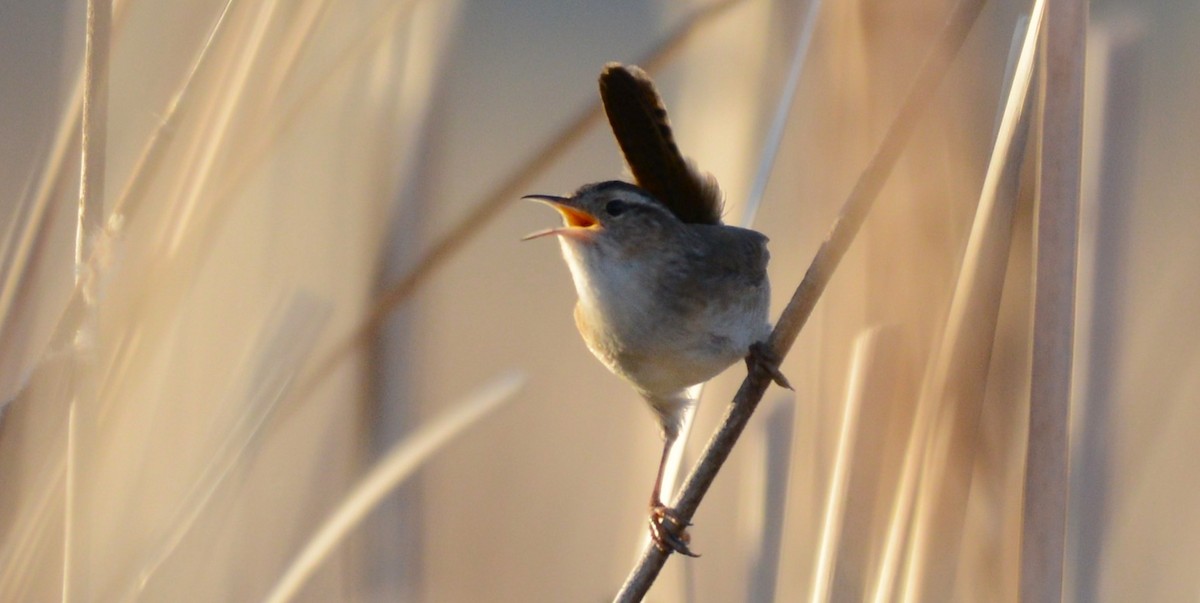 Marsh Wren - ML654620867
