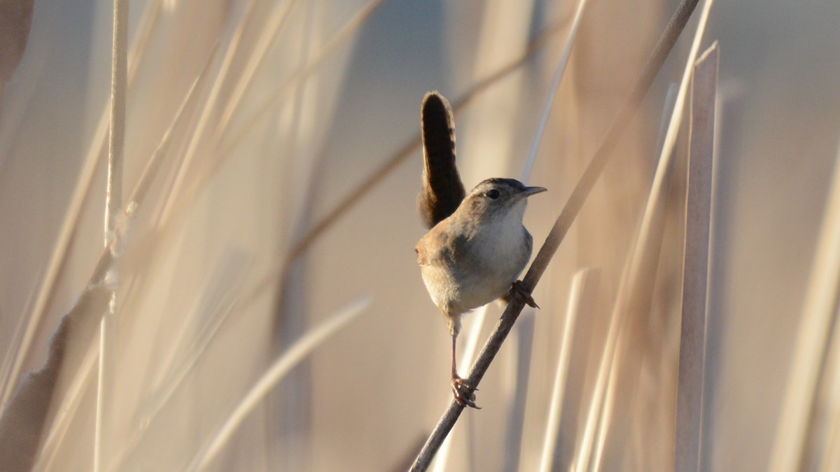 Marsh Wren - ML654620868