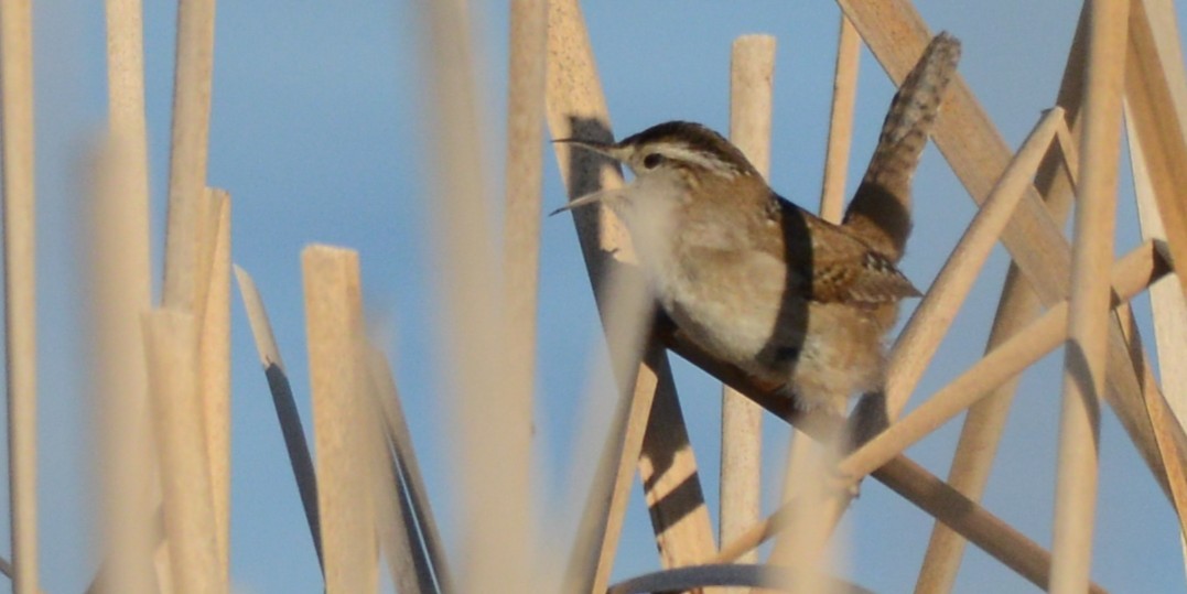 Marsh Wren - ML654620869