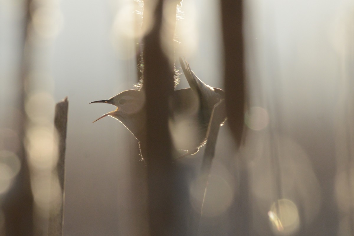 Marsh Wren - ML654620870