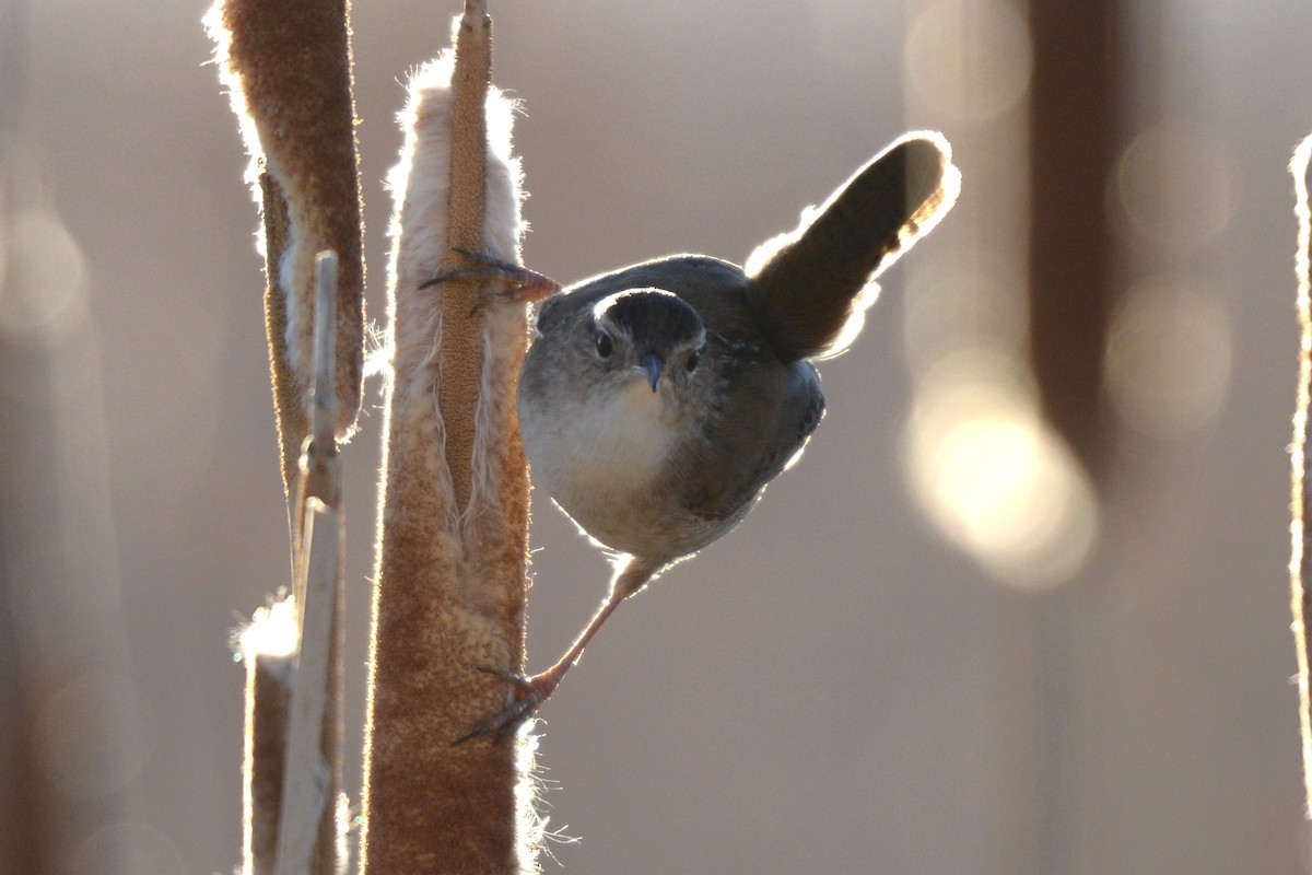 Marsh Wren - ML654620871