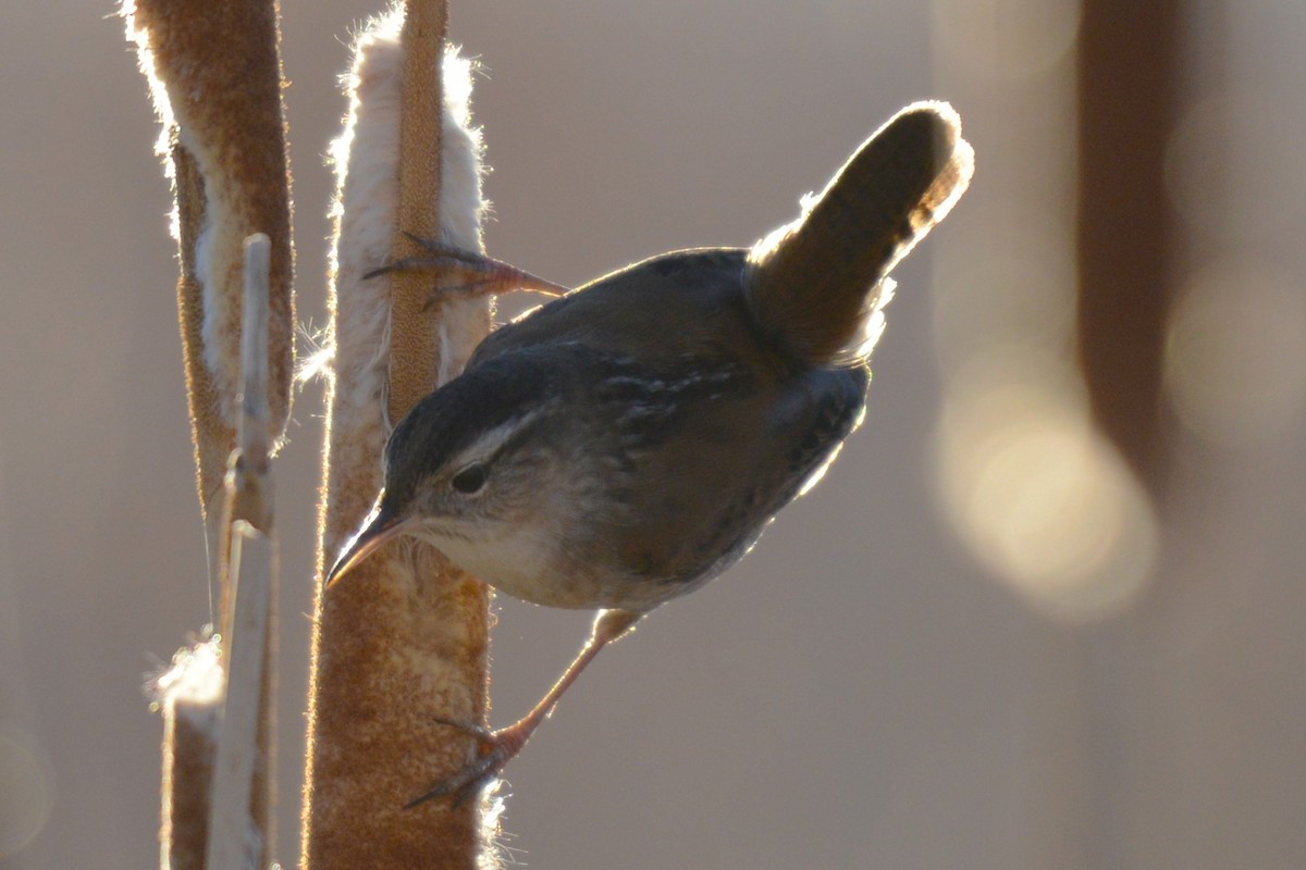 Marsh Wren - ML654620872