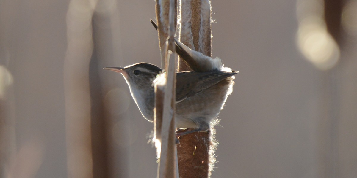 Marsh Wren - ML654620873