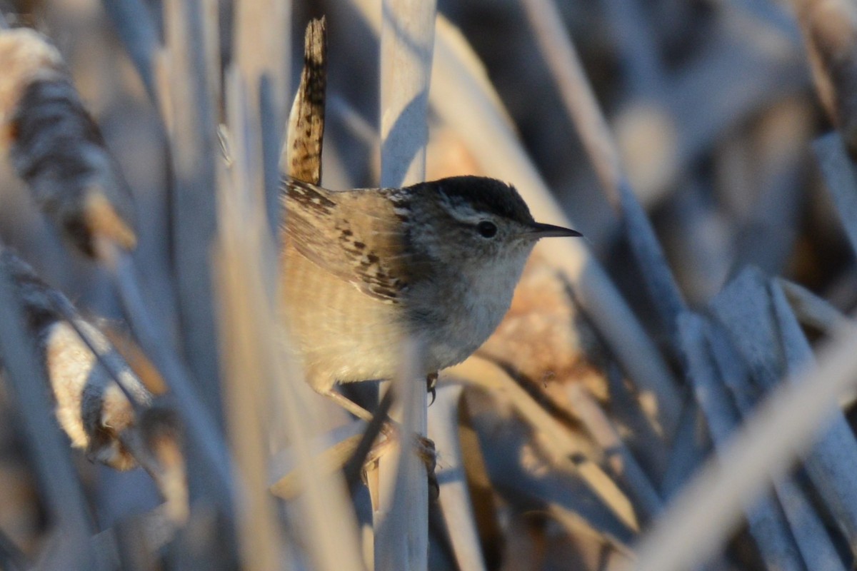 Marsh Wren - ML654620874