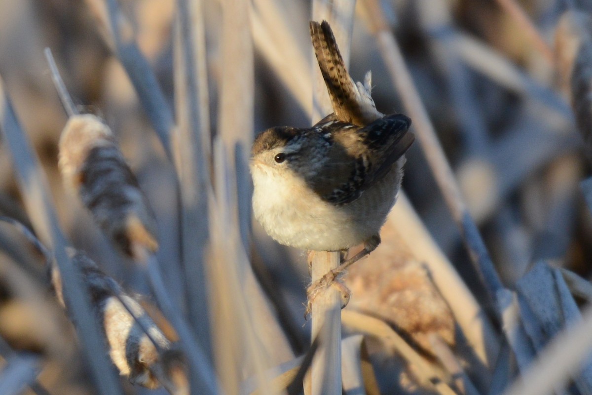 Marsh Wren - ML654620875