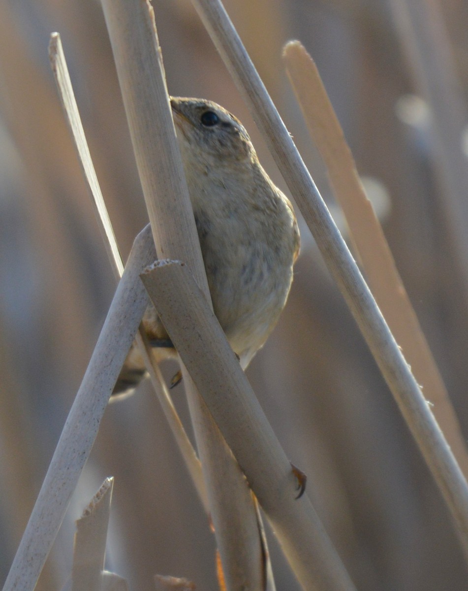 Marsh Wren - ML654620876