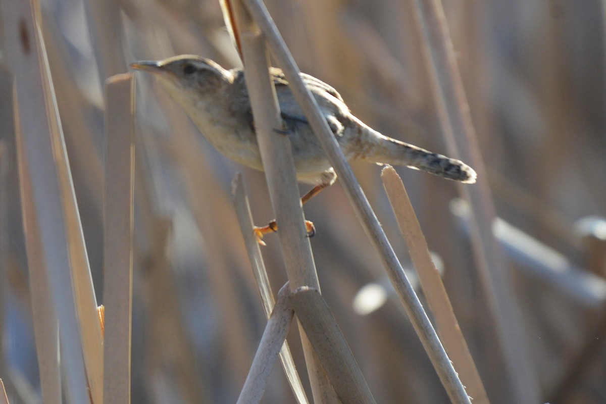 Marsh Wren - ML654620877