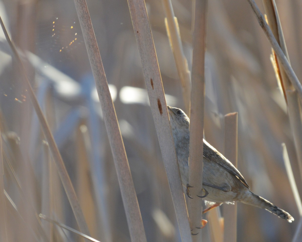Marsh Wren - ML654620878