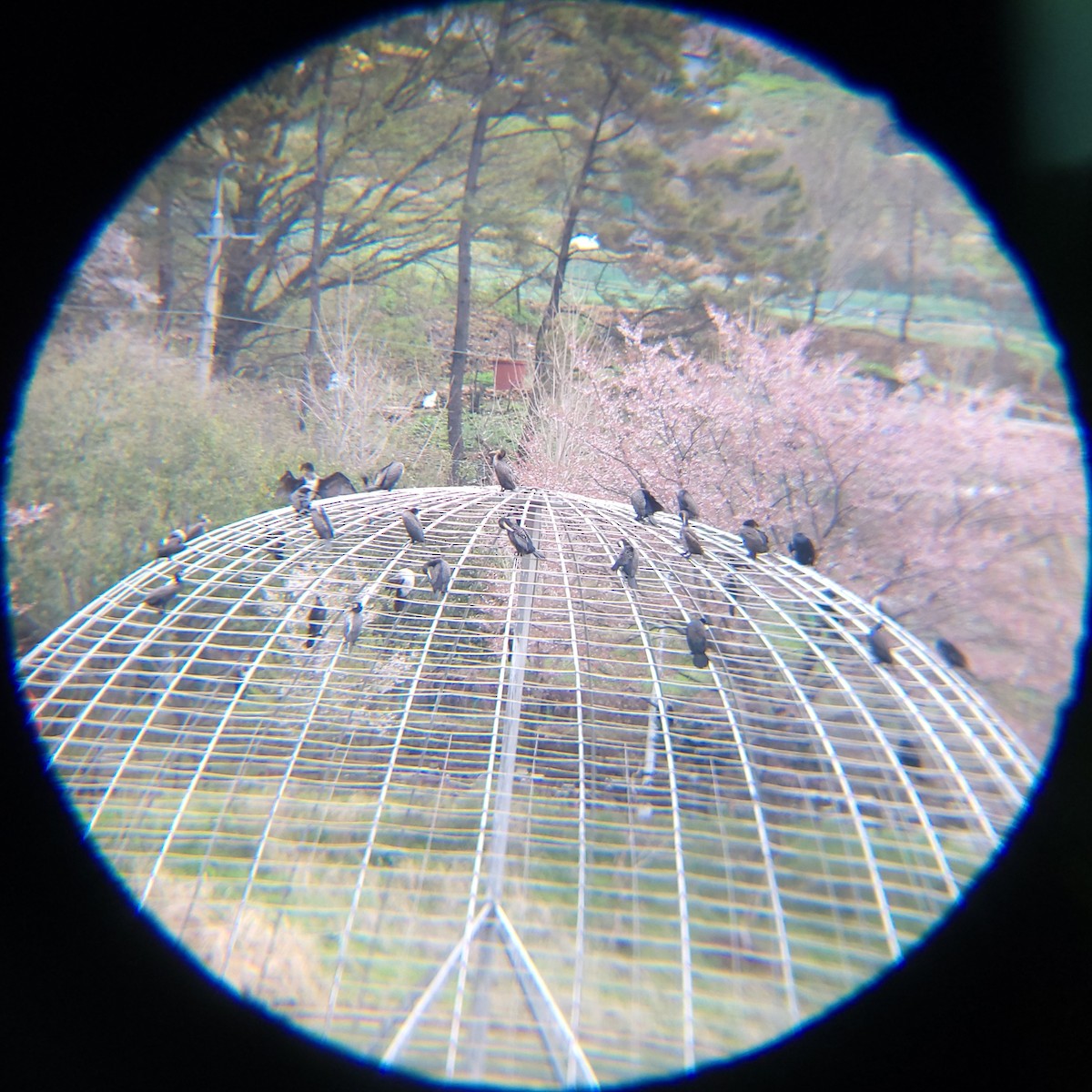 Ubarroi handia - ML654620945