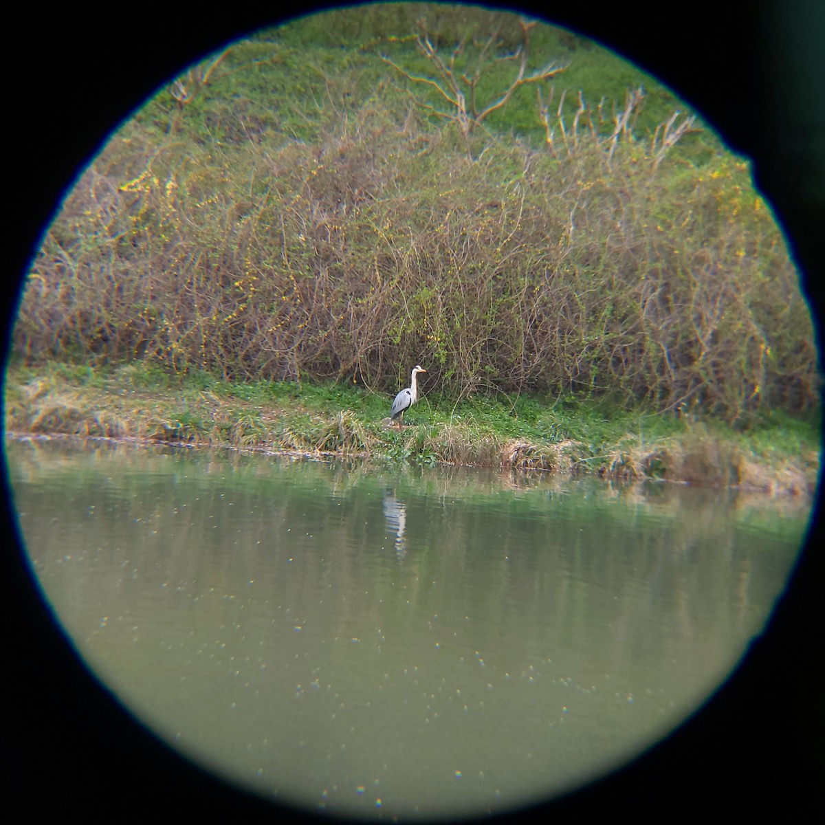 Koartza hauskara (cinerea/jouyi) - ML654620948