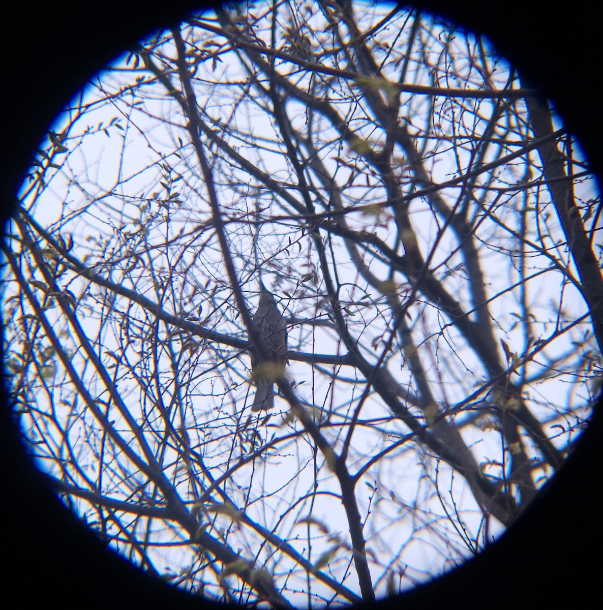 Brown-eared Bulbul - ML654620958