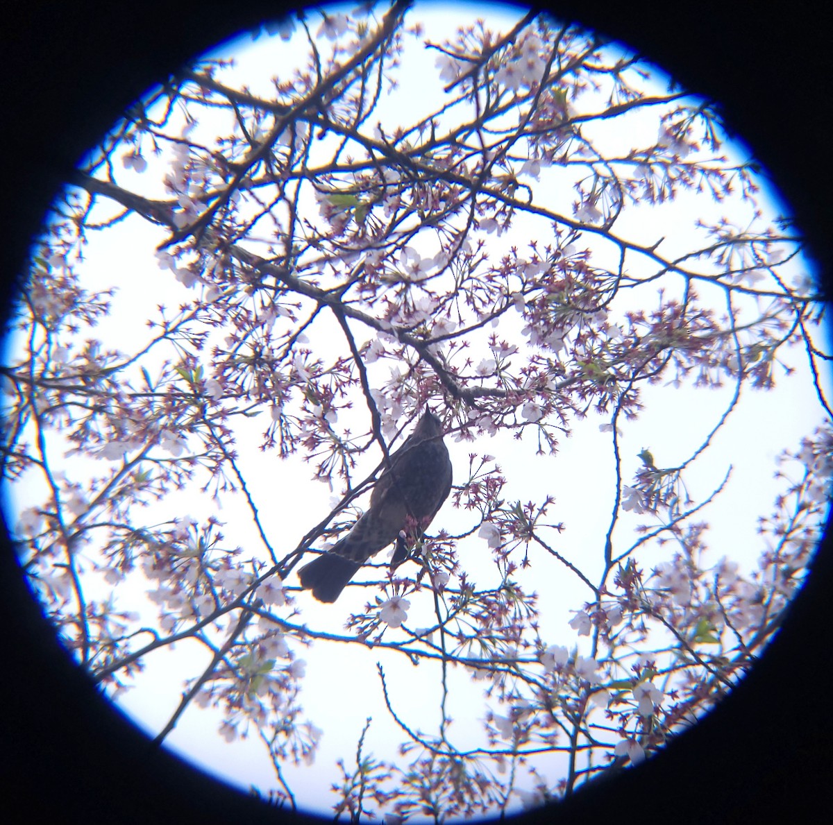 Brown-eared Bulbul - ML654620959
