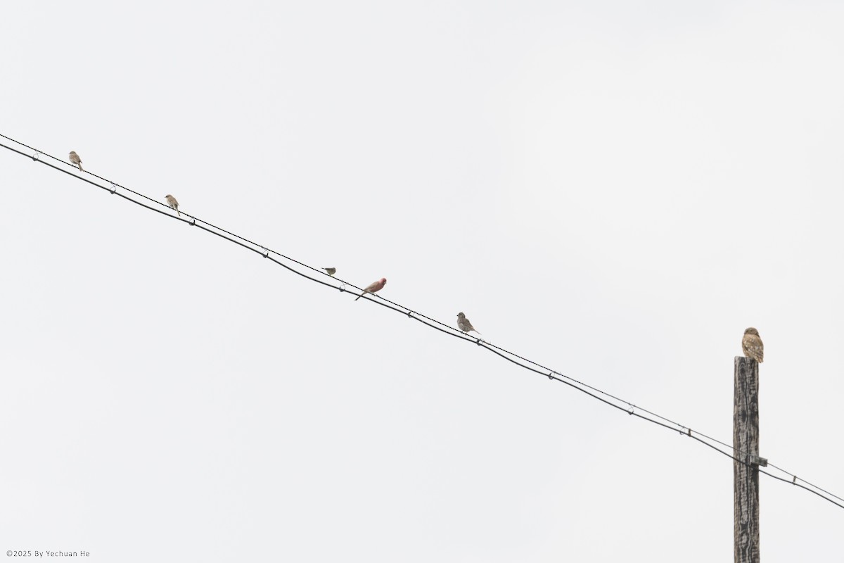 Great Rosefinch - ML654622576