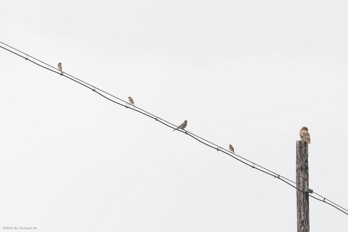 Great Rosefinch - ML654622577