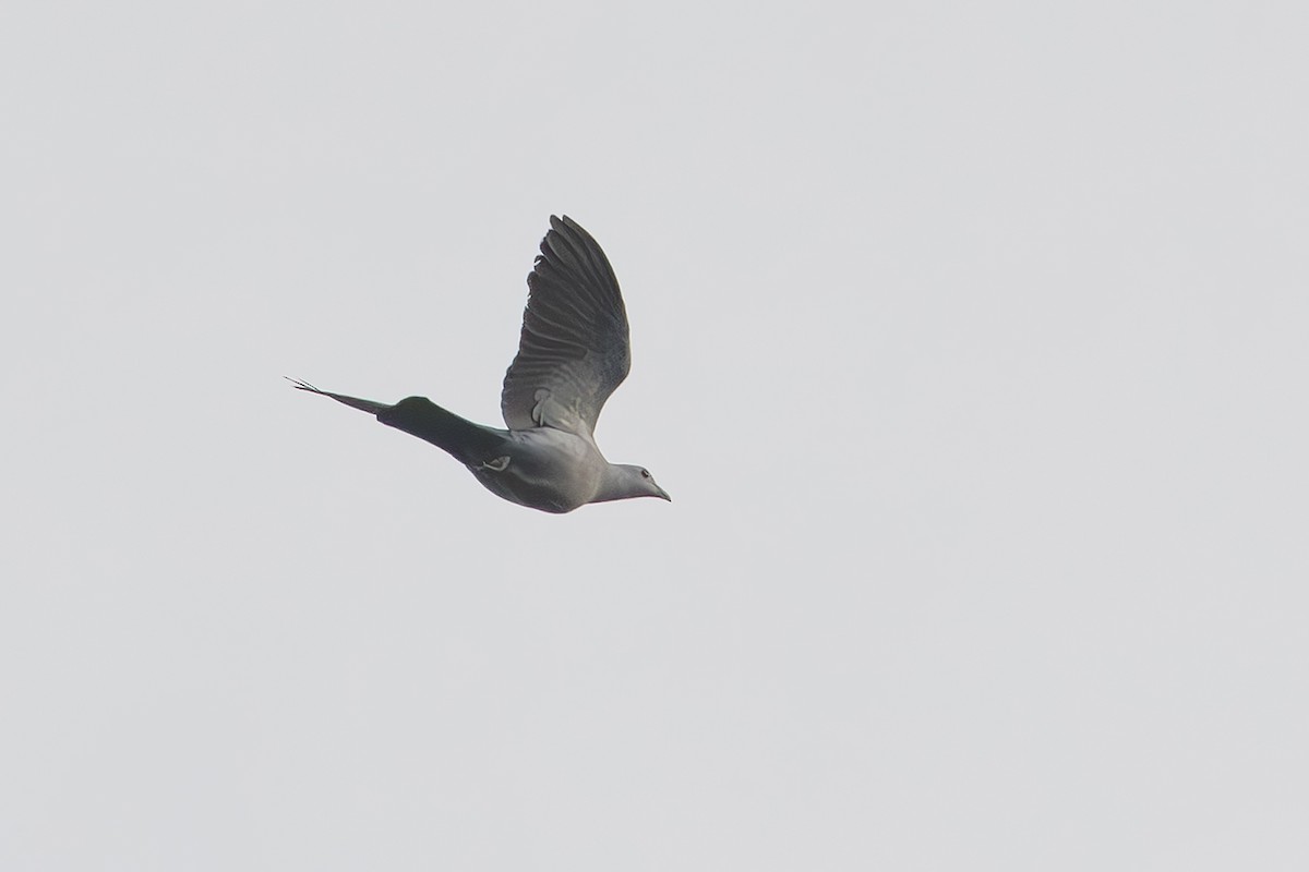 Green Imperial-Pigeon (Green) - ML654622690