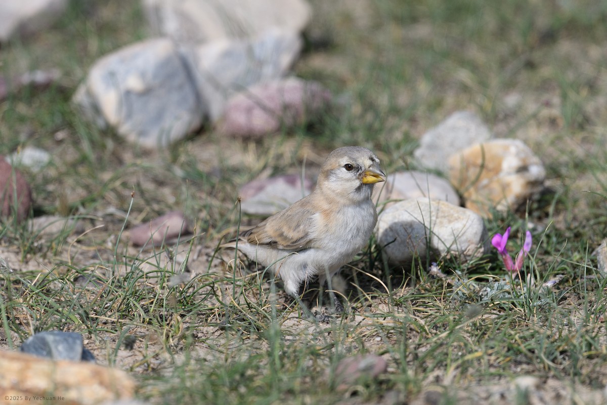 Blanford's Snowfinch - ML654622697