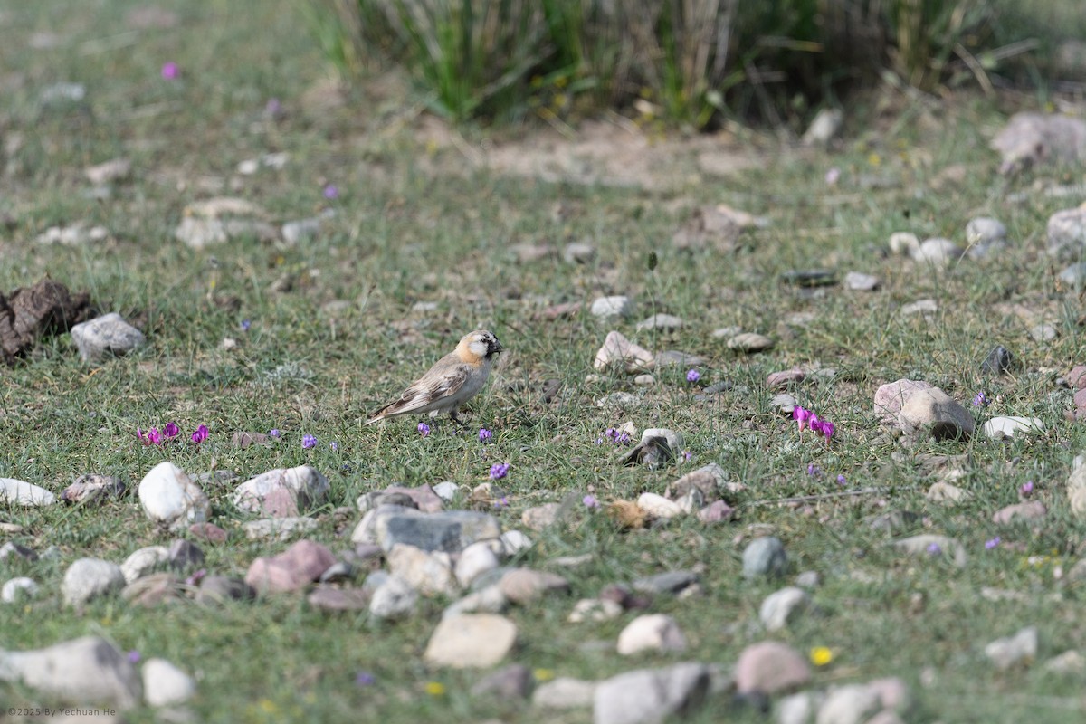 Blanford's Snowfinch - ML654622732