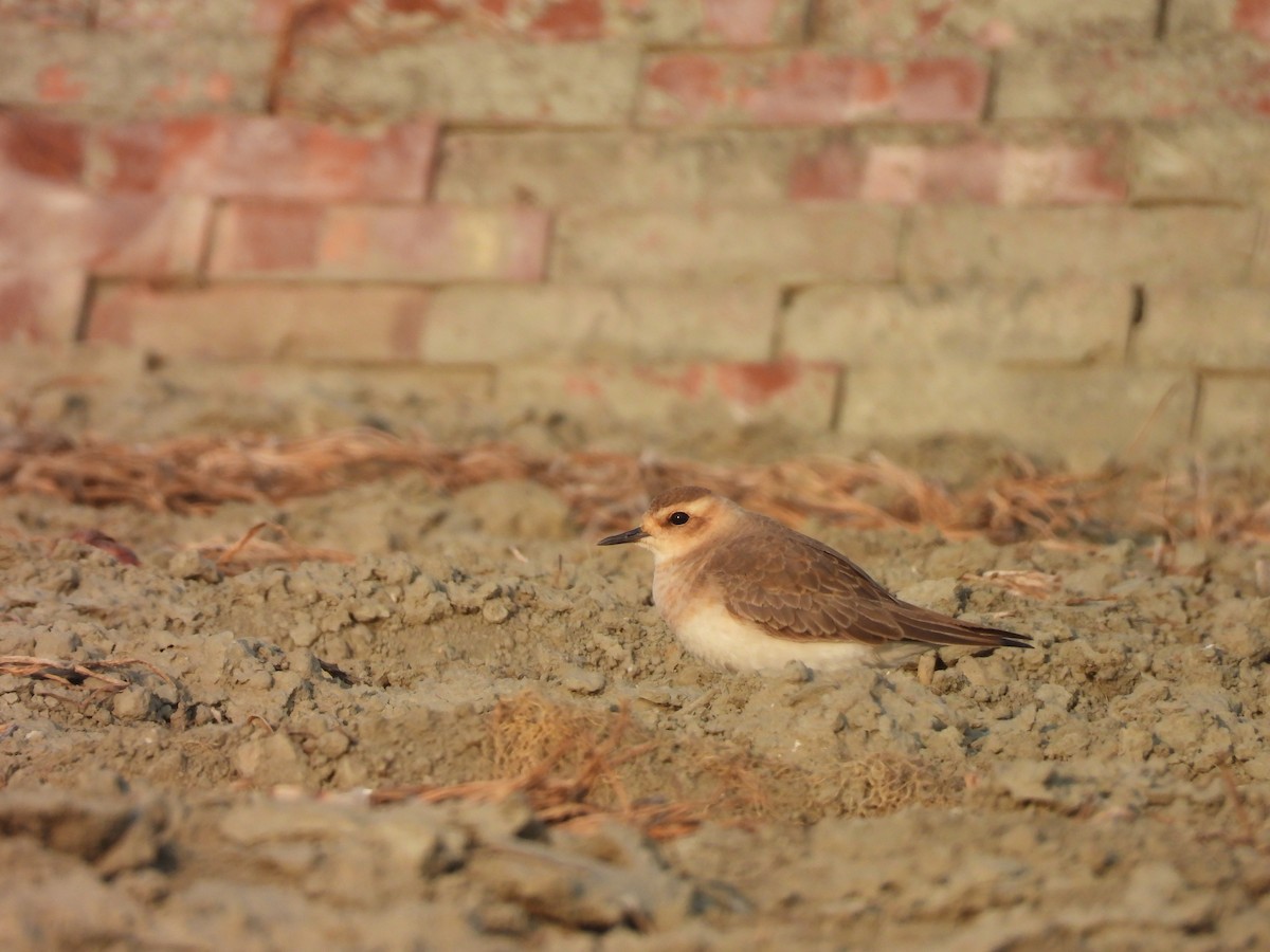 Пісочник довгоногий - ML654623405