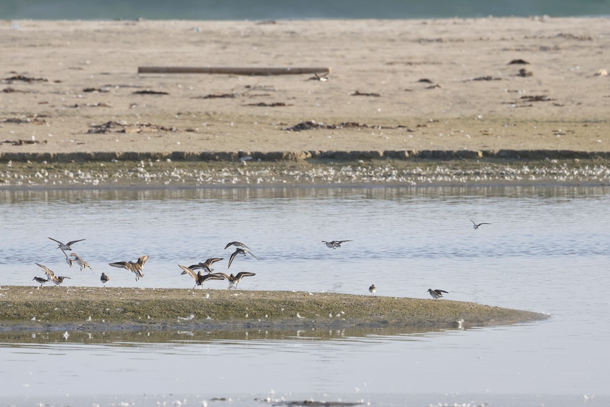 Побережник чорногрудий - ML654623411