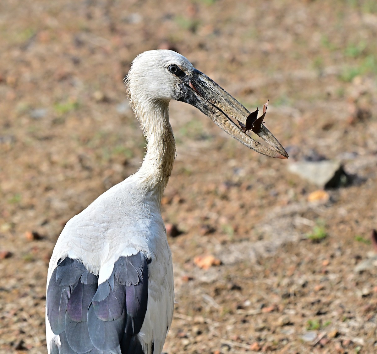 Лелека-молюскоїд індійський - ML654623413