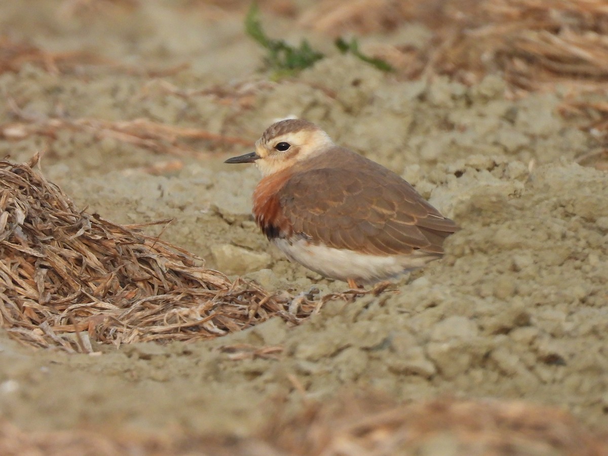Пісочник довгоногий - ML654623414