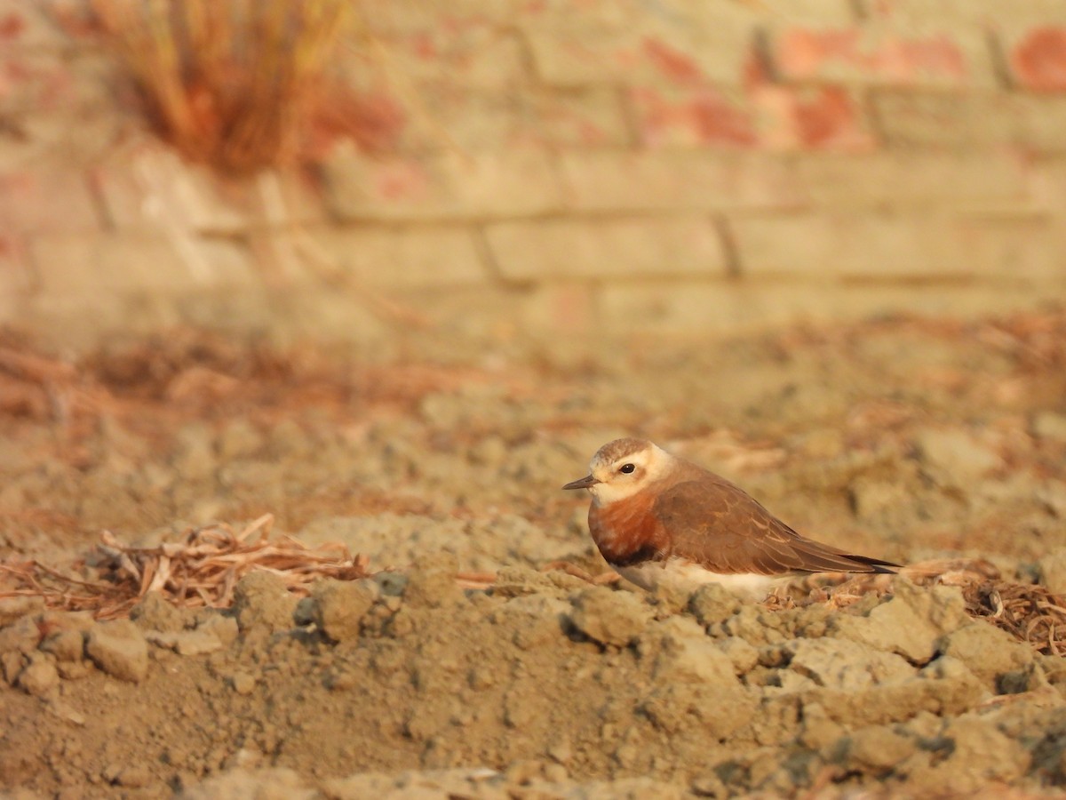 Пісочник довгоногий - ML654623415