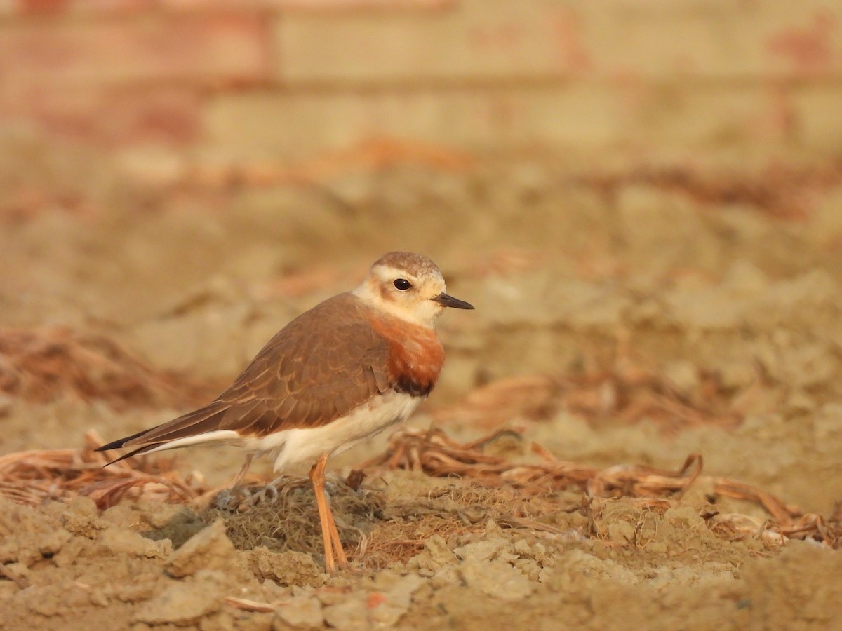 Пісочник довгоногий - ML654623416