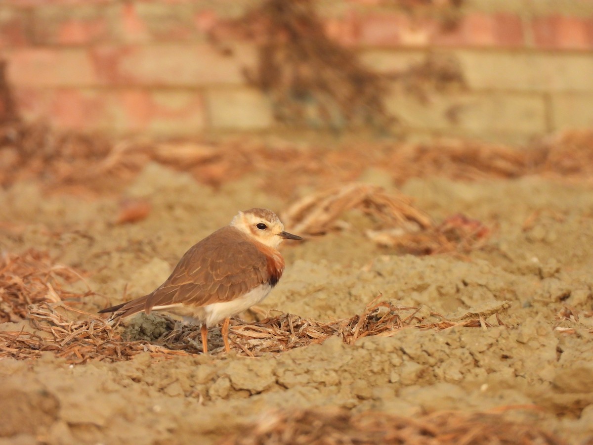 Пісочник довгоногий - ML654623417