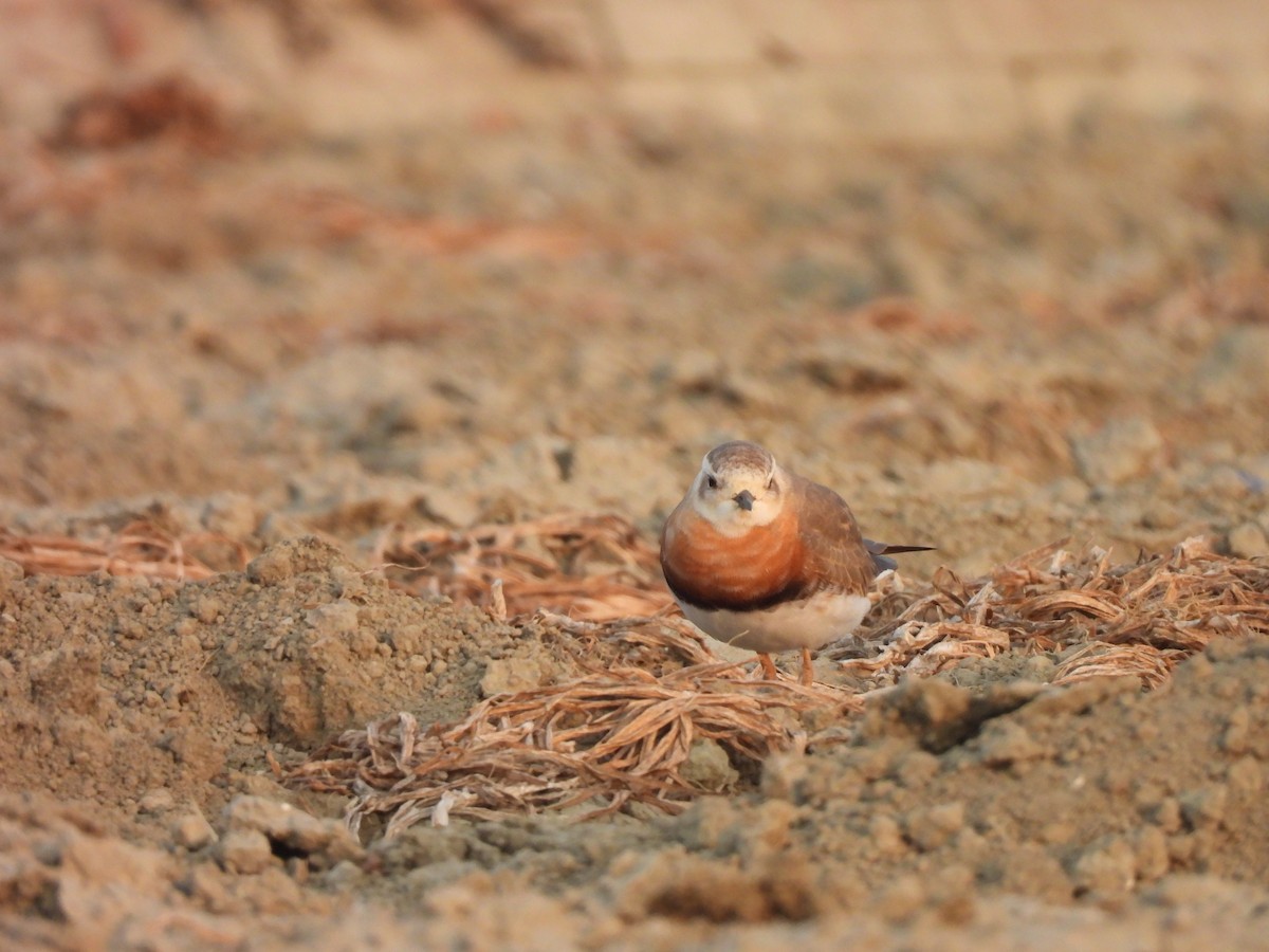 Пісочник довгоногий - ML654623418