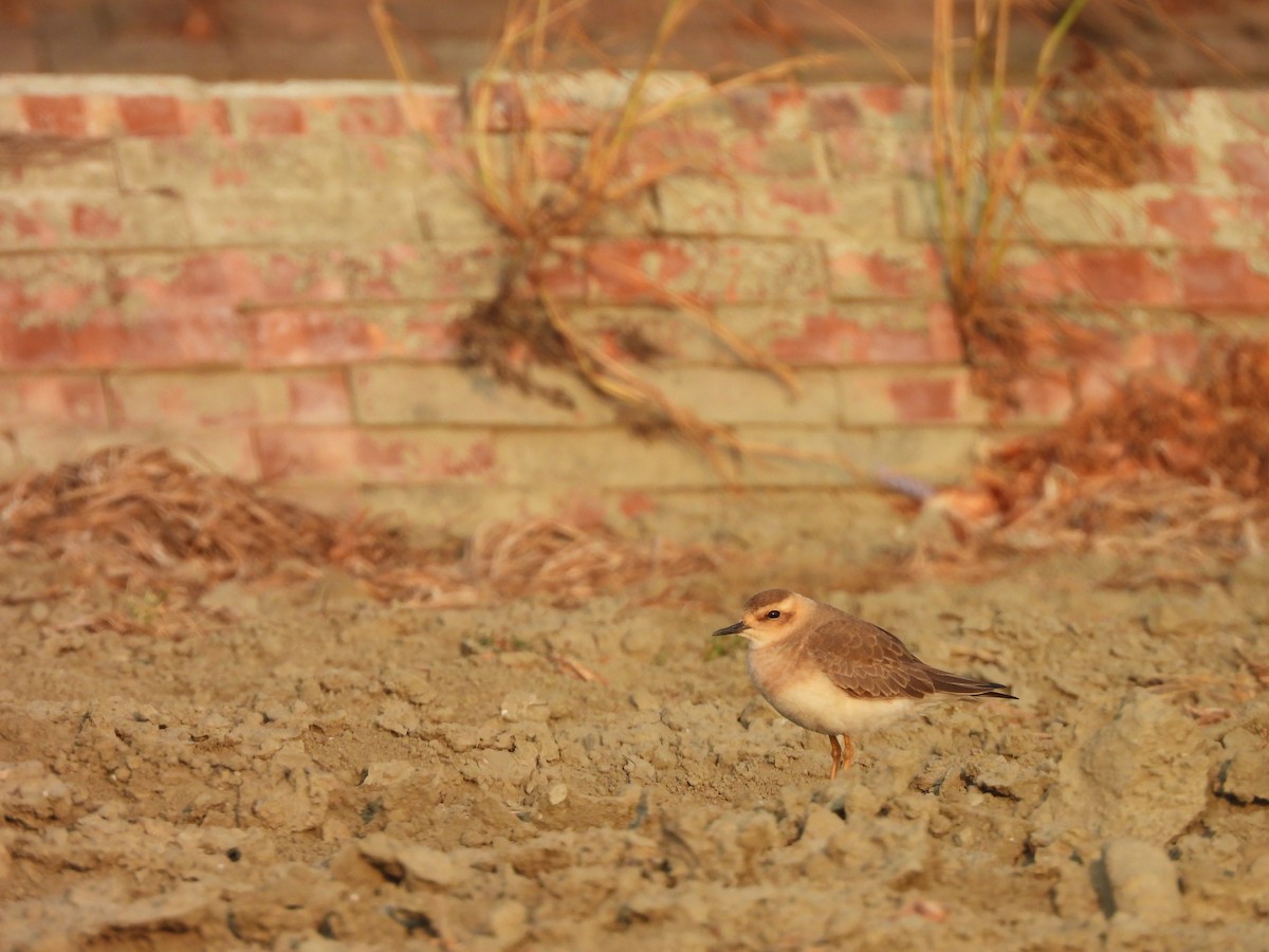 Пісочник довгоногий - ML654623419