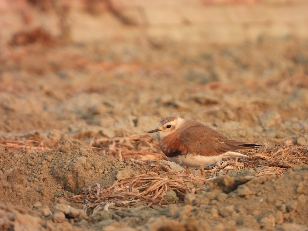 Пісочник довгоногий - ML654623421