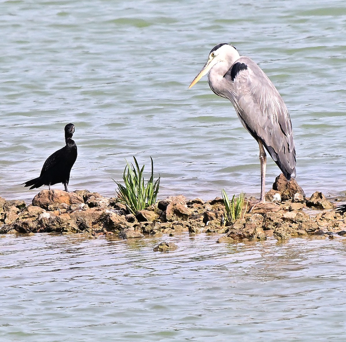Чапля сіра - ML654623425