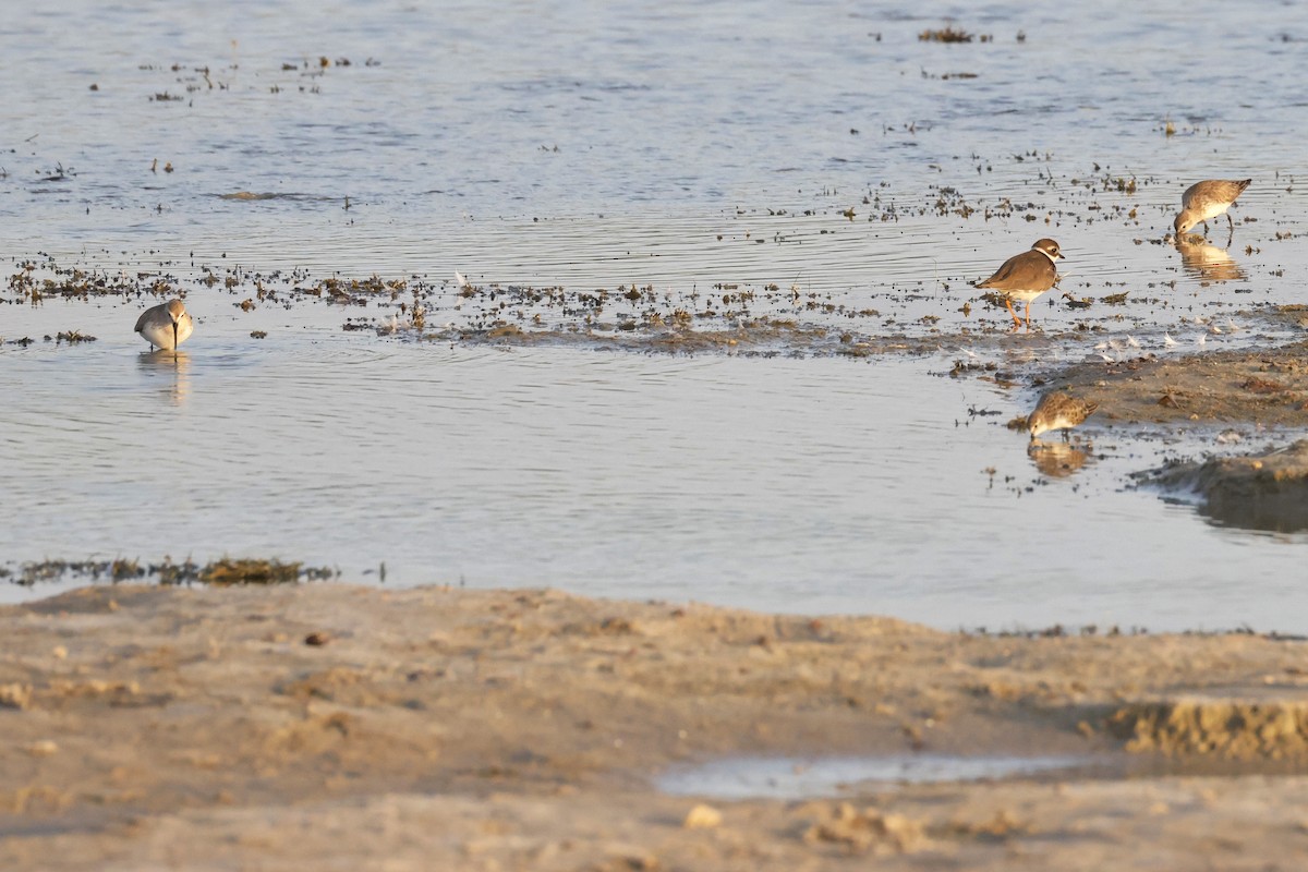 Побережник чорногрудий - ML654623426