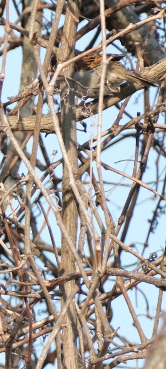 Пасовка співоча - ML654623428