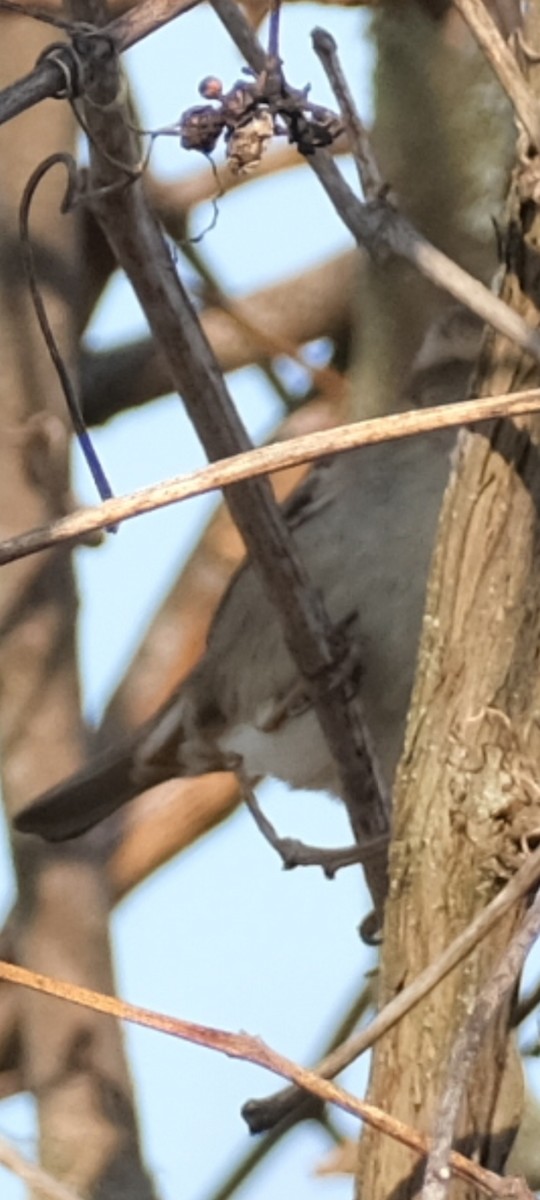 Пасовка співоча - ML654623429