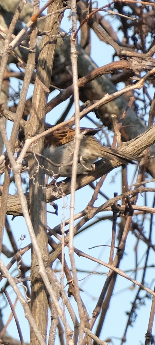 Пасовка співоча - ML654623430
